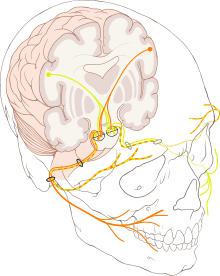 220px-Cranial_nerve_VII.svg