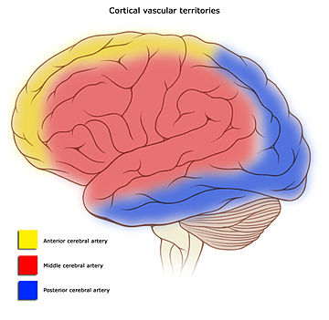 360px-Cerebral_vascular_territories