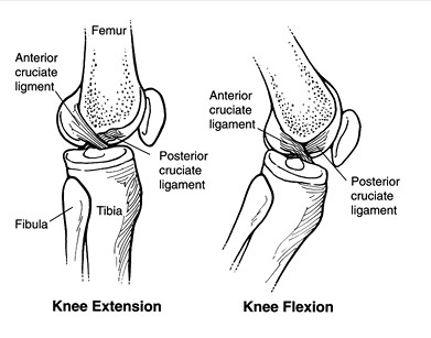 Khớp gối_page10_image4