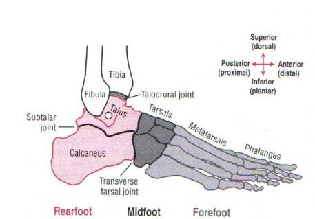 The Ankle and Foot_page13_image1