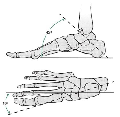 The Ankle and Foot_page13_image10