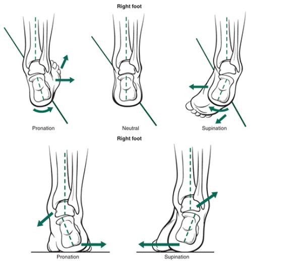 The Ankle and Foot_page13_image11