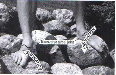 The Ankle and Foot_page13_image12