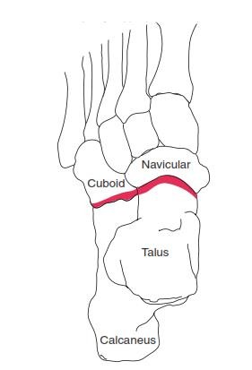 The Ankle and Foot_page13_image13