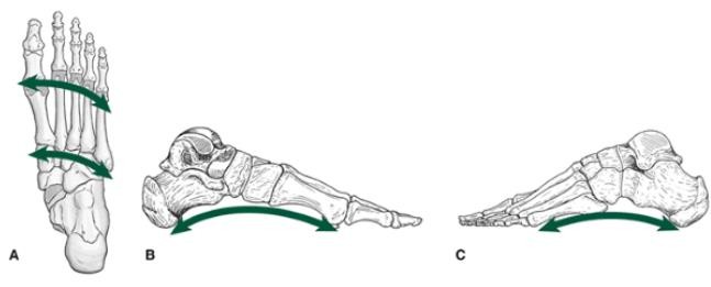 The Ankle and Foot_page13_image15