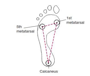 The Ankle and Foot_page13_image16