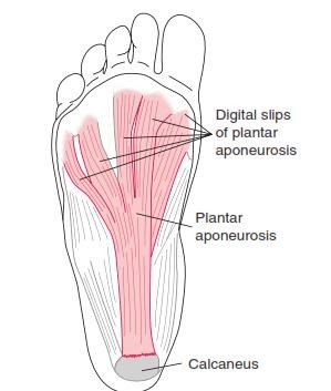 The Ankle and Foot_page13_image17
