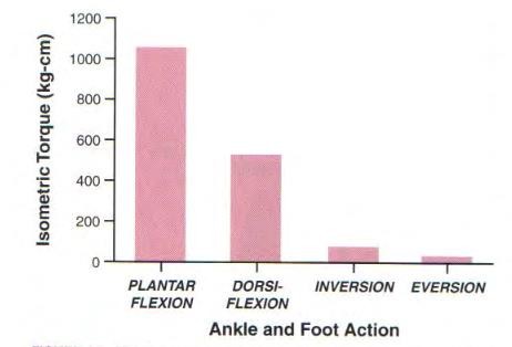 The Ankle and Foot_page13_image19