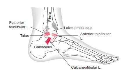 The Ankle and Foot_page13_image5