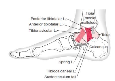 The Ankle and Foot_page13_image6