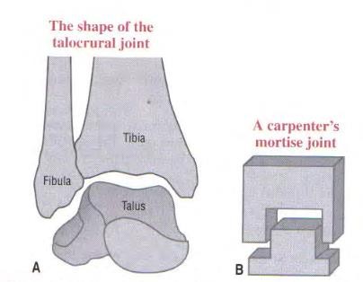 The Ankle and Foot_page13_image7