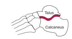 The Ankle and Foot_page13_image8