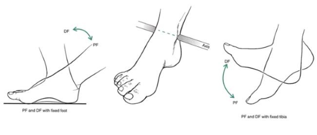 The Ankle and Foot_page13_image9