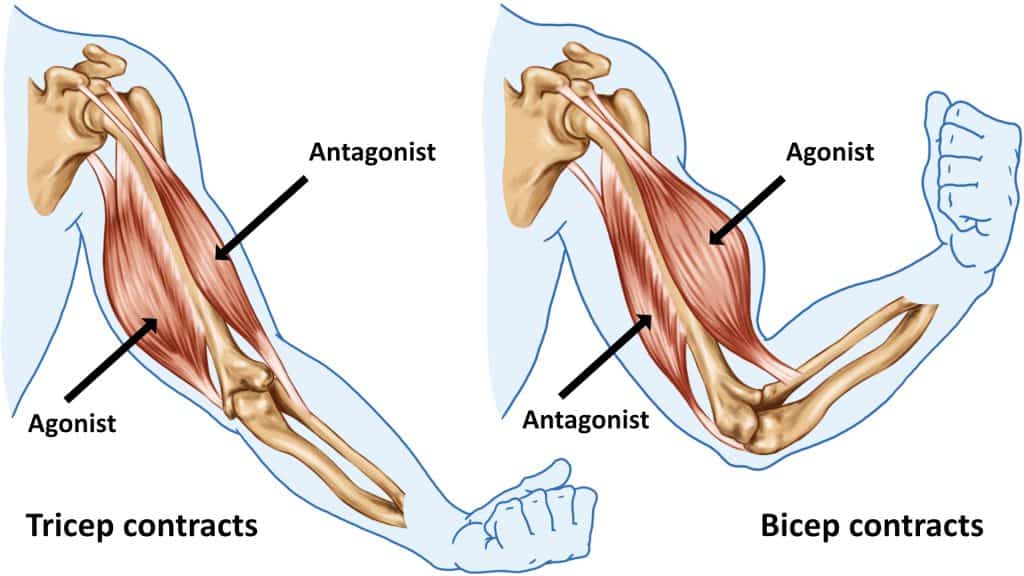 Important Differences Between Agonist and Antagonist Muscles
