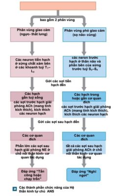 sympathetic and parasympathetic