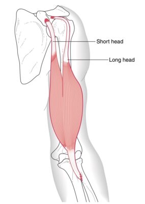Cơ nhị đầu cánh tay