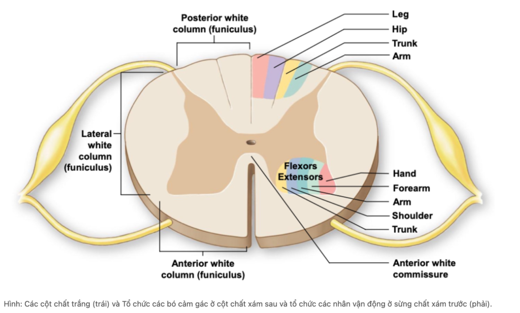 CÁC HỘI CHỨNG TUỶ SỐNG KHÔNG HOÀN TOÀN