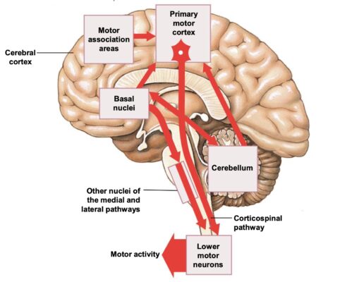 Kiểm soát Hệ vận động
