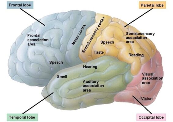 GIẢI PHẪU CHỨC NĂNG THẦN KINH: CÁC VÙNG CỦA VỎ NÃO.