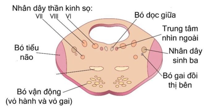 Cắt ngang cầu não