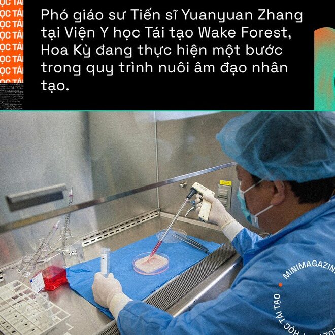 Y học tái tạo sẽ giúp con người mọc lại các bộ phận đã mất giống như loài thằn lằn - Ảnh 7.