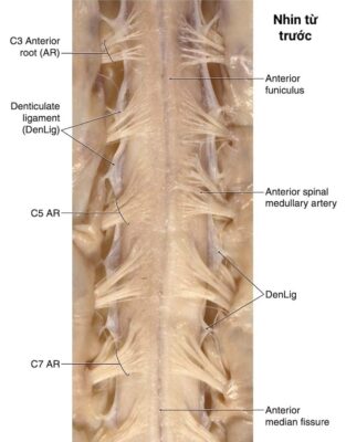Tuỷ sống nhìn từ phía trước