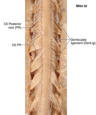 Tuỷ sống nhìn từ phía sau