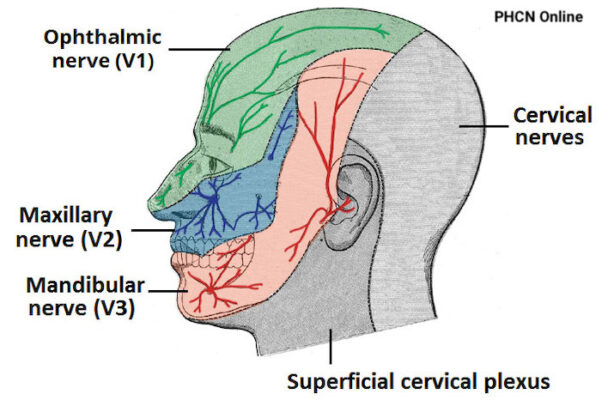 Phân bố cảm giác dây V