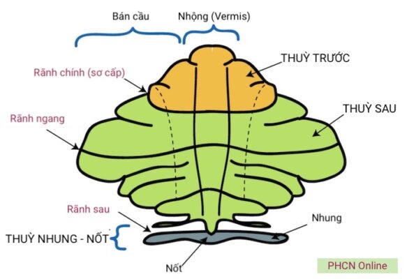 Tiểu não sơ đồ