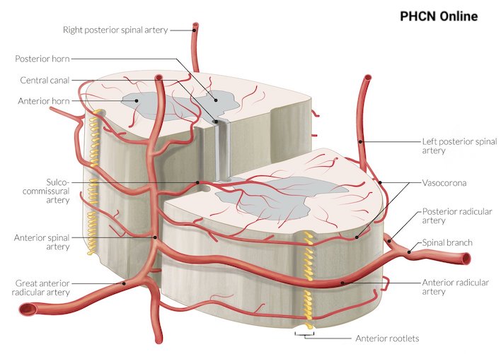 động mạch đốt sống
