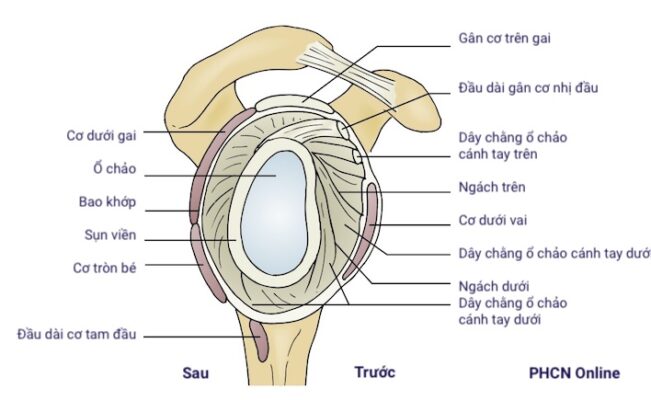 giải phẫu sụn viền