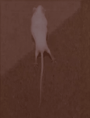 Hi vọng mới dành cho người liệt: Một mũi tiêm vào tủy sống giúp phục hồi khả năng vận động sau 4 tuần - Ảnh 4.