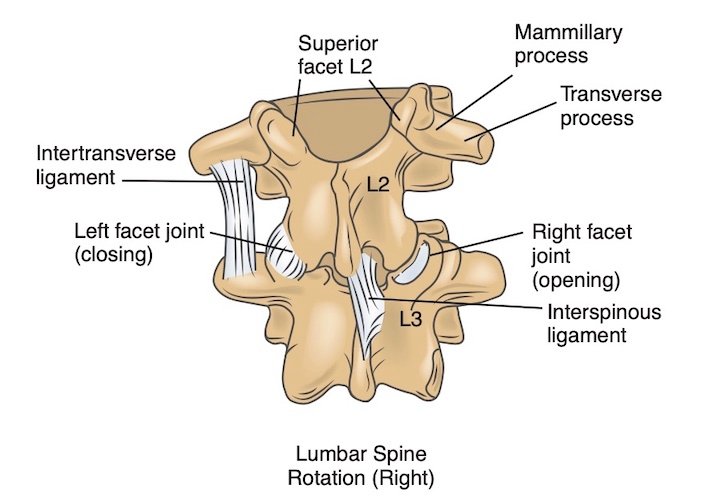 Lumbopelvic Rotation JOINT MOBILIZATION OF THE LUMBOPELVIC SPINE. PART 1 - PHCN Online