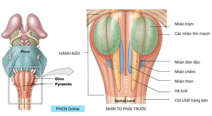 Hành não nhìn từ trước