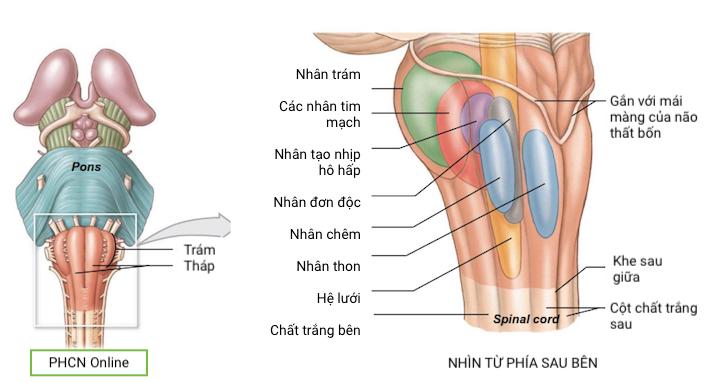 Hành não nhìn từ sau bên