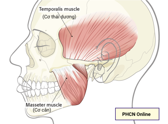Cơ thái dương và cơ cắn