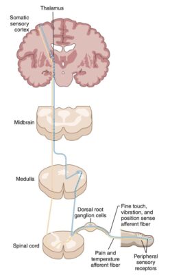 Hình 1. Đường dẫn truyền cảm giác