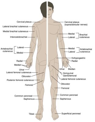 Hình 2. Phân bố cảm giác các dây thần kinh ngoại biên