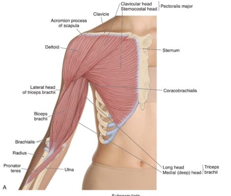 Khuỷu tay, nhìn từ trước, lớp nông