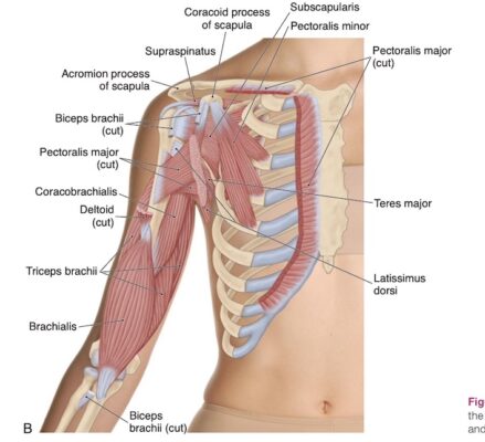 Khuỷu tay, nhìn từ trước, lớp sâu