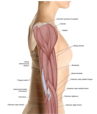 Khuỷu tay, nhìn từ ngoài