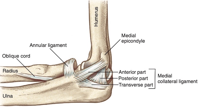 Hình: Các thành phần của dây chằng bên trong khuỷu phải