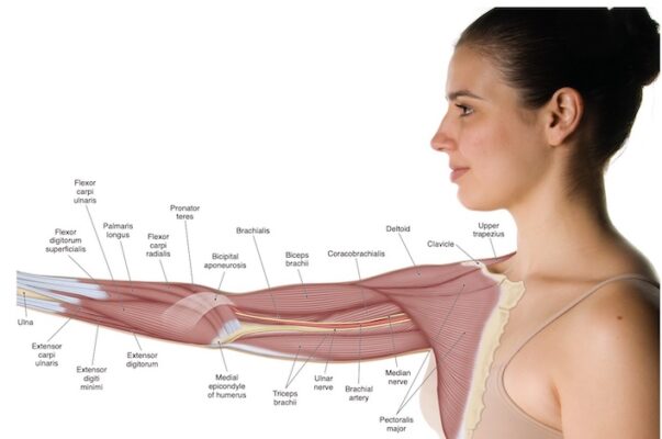 Khuỷu tay, nhìn từ trong