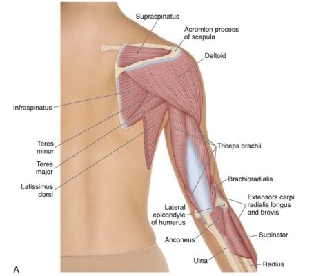 Khuỷu tay, nhìn từ sau, lớp nông