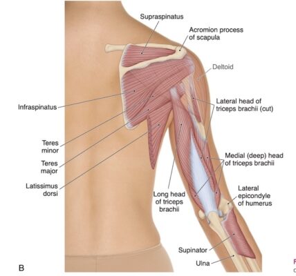 Khuỷu tay, nhìn từ sau, lớp sâu