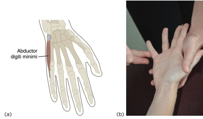 Cơ dạng ngón út