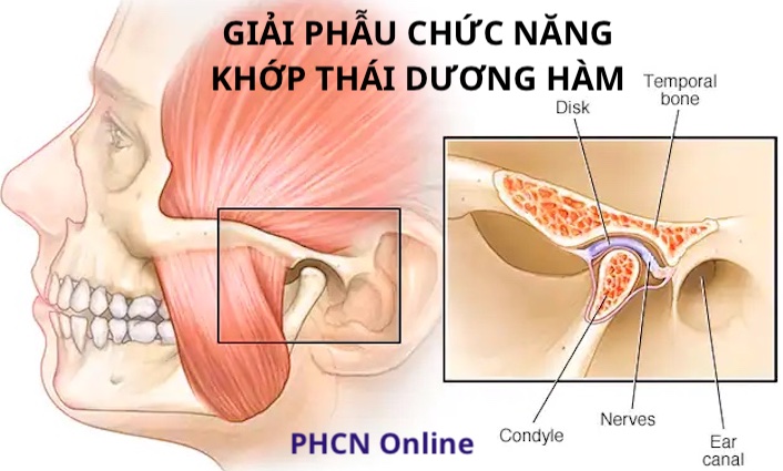 Giải phẫu ứng dụng xoang hàm  Bệnh viện Tai Mũi Họng TPHCM