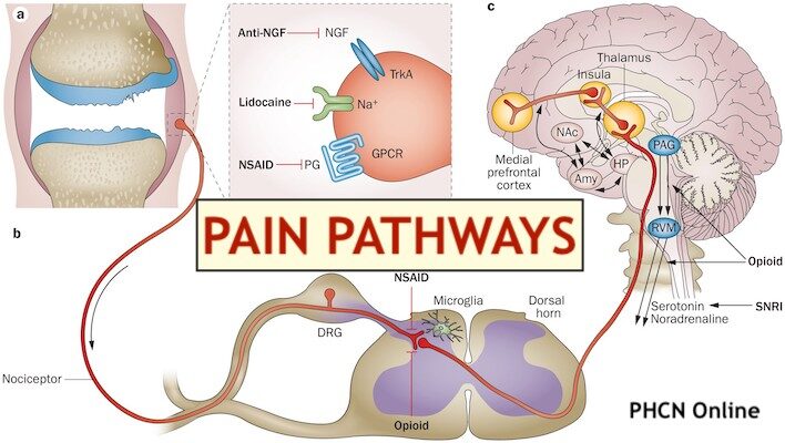 SINH LÝ ĐAU: ĐAU, CẢM THỤ ĐAU VÀ HỆ THỐNG CẢM THỤ ĐAU