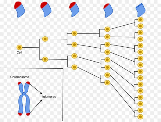 Giới hạn Hayflick: Tại sao con người chỉ có thể sống tới 125 năm? - Ảnh 3.