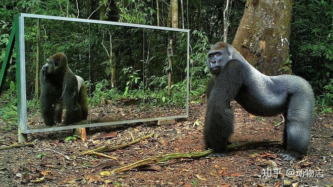 Tại sao con người có thể nhận ra bản thân mình trong gương, nhưng hầu hết các loài động vật trên hành tinh của chúng ta lại không? - Ảnh 6.